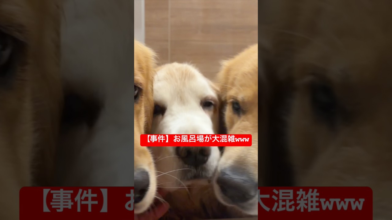 お風呂場が大混雑！大型犬の波状攻撃からソッコーで退散する豆きちwww