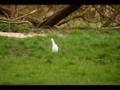 Cattle Egret Bridge Marsh Colyford