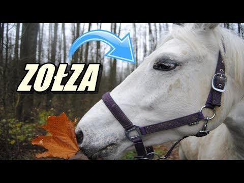 , title : '[Choroby koni] Zołza'