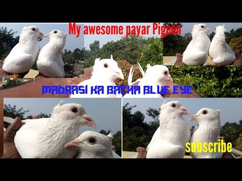 Blue eye Madrasi kabutar jora by Raza Photography & Technical Video