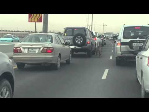 Tiger walking freely on the road..saudi arabia