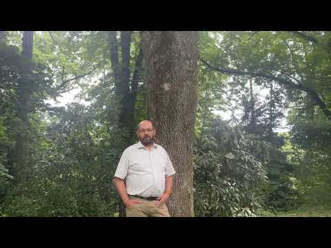 Gesunder Rohstoff Holz durch Waldbewirtschaftung