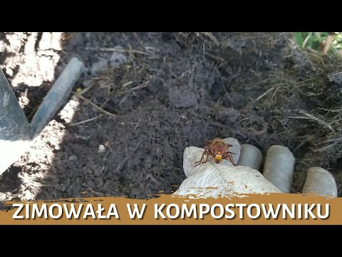 Zimowała w kompostowniku - usuwanie gniazda - likwidacja gniazda - gniazdo szerszeni - szerszenie