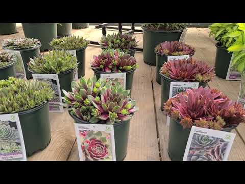 Sempervivum (Hens & Chicks) 'Red Rubin', 'Silver King, 'Kalinda', 'Moss Rose' & 'Jade Rose' // EASY!