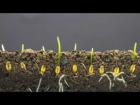 Macro timelapse video of a grain seed growing from the ground in soil, underground and overground
