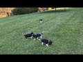 Cavalier King Charles Spaniel dogs for sale: Val - Video 2