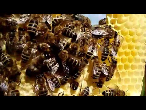 Bienenvölker einfach vermehren Teil 1 - Eine Wabe ergibt ein Volk