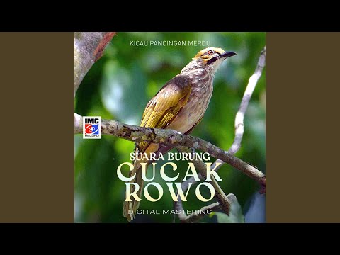 Suara Burung Cucak Rowo (Kicau Pancingan Merdu)
