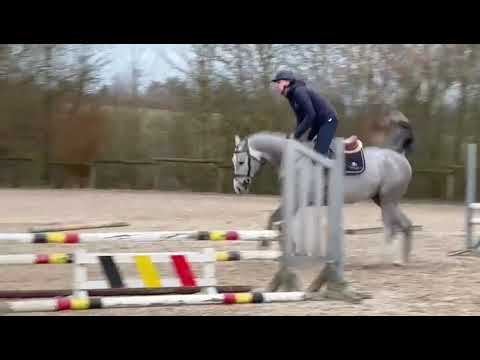 Sanderson- Sandro Boy x Cornet Obolensky