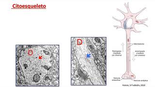 Tejido nervioso 1: Neuronas y células gliales (Parte 2) - Biología Celular y Tisular
