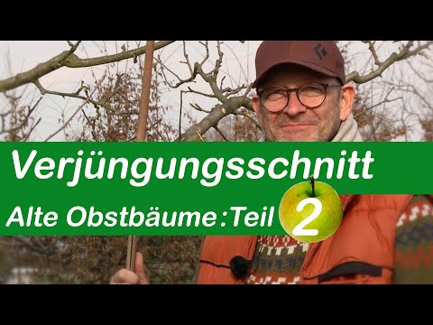 Verjüngungsschnitt | Alte Obstbäume schneiden | Teil 2