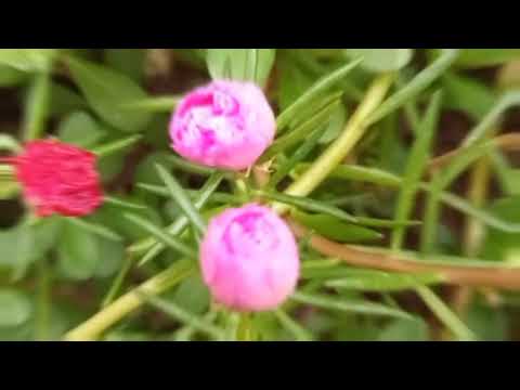 flowers blooming portulaca flowers ||#youtube #youtubevideo#gardening #flowers #viral #anisha