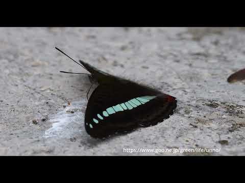 アオオビイチモンジの飛翔