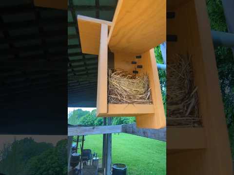 What Has Made A Nest In The Birdhouse? #birdnest