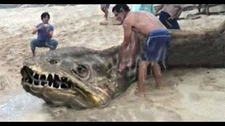 【驚愕】海に棲む超巨大生物たち！驚きの姿