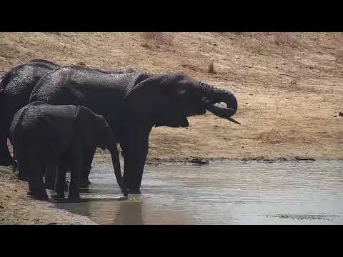 Djuma: Elephants come from mud wallow to drink at beach area before moving off - 10:49 - 09/28/21