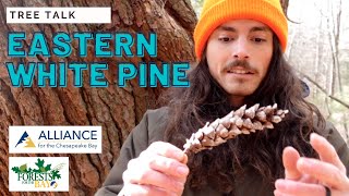 Tree Talk: Eastern White Pine