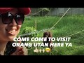 Let S Share Care To The Bukit Merah Orang Utan Island Foundation