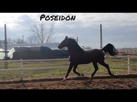 Poseidon - Calutul zburător