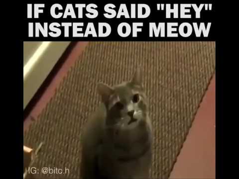 [CREEPY] If Cats say HEY instead of meow - e se gatos falassem EI? Assustador!!!
