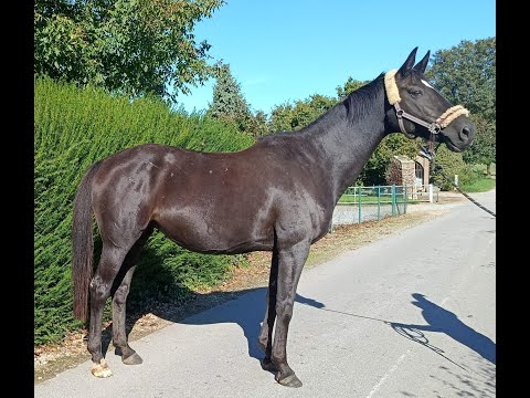 Penelope HOCHSTERN x PRINCE THATCH XX - Video 9 video thumbnail