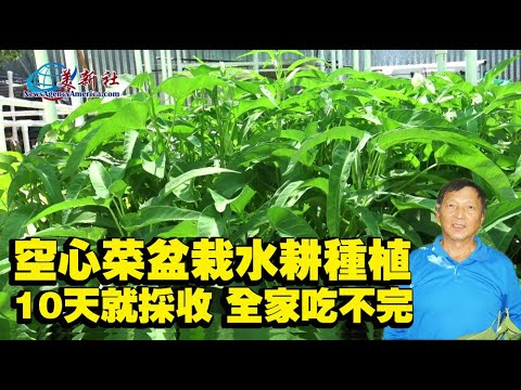 空心菜盆栽水耕種植，10天就採收，全家吃不完！