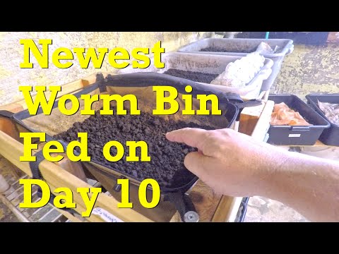 1st Feeding of new red wiggler worm bin & check stragglers in old bin - vermicompost