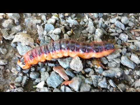 niilo22 luontokuvaaja