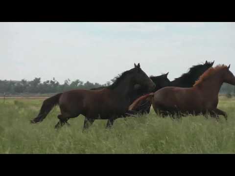 Peppermint (Panna Cotta) Franziskus - Don Romantic