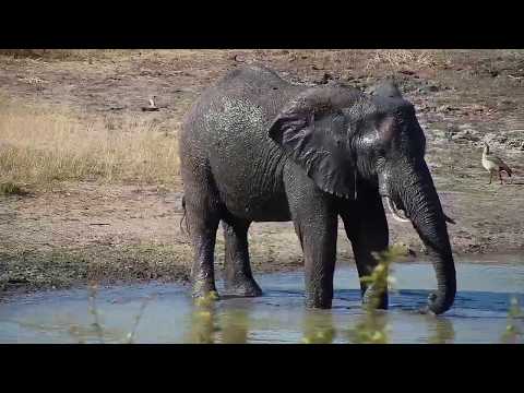 Djuma: Lone Elephant has a drink and a mud splash - 14:05 - 05/19/19