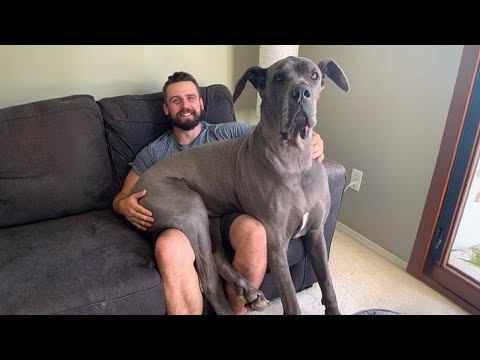 Quand un chien dans la maison "patron" 🤣 vidéos drôles de chiens 2024