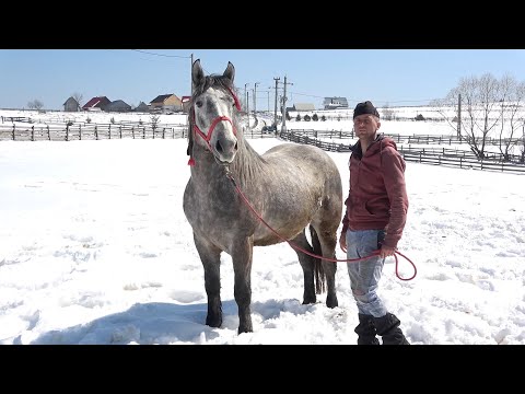 Caii lui Marius de la Marisel, Cluj - 2021 Nou!!!