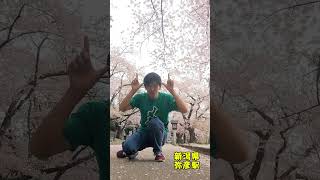 #sakura #japan #shorts #松阪牛 #新潟県 #桜 #三重県 #ギャグ #beef
