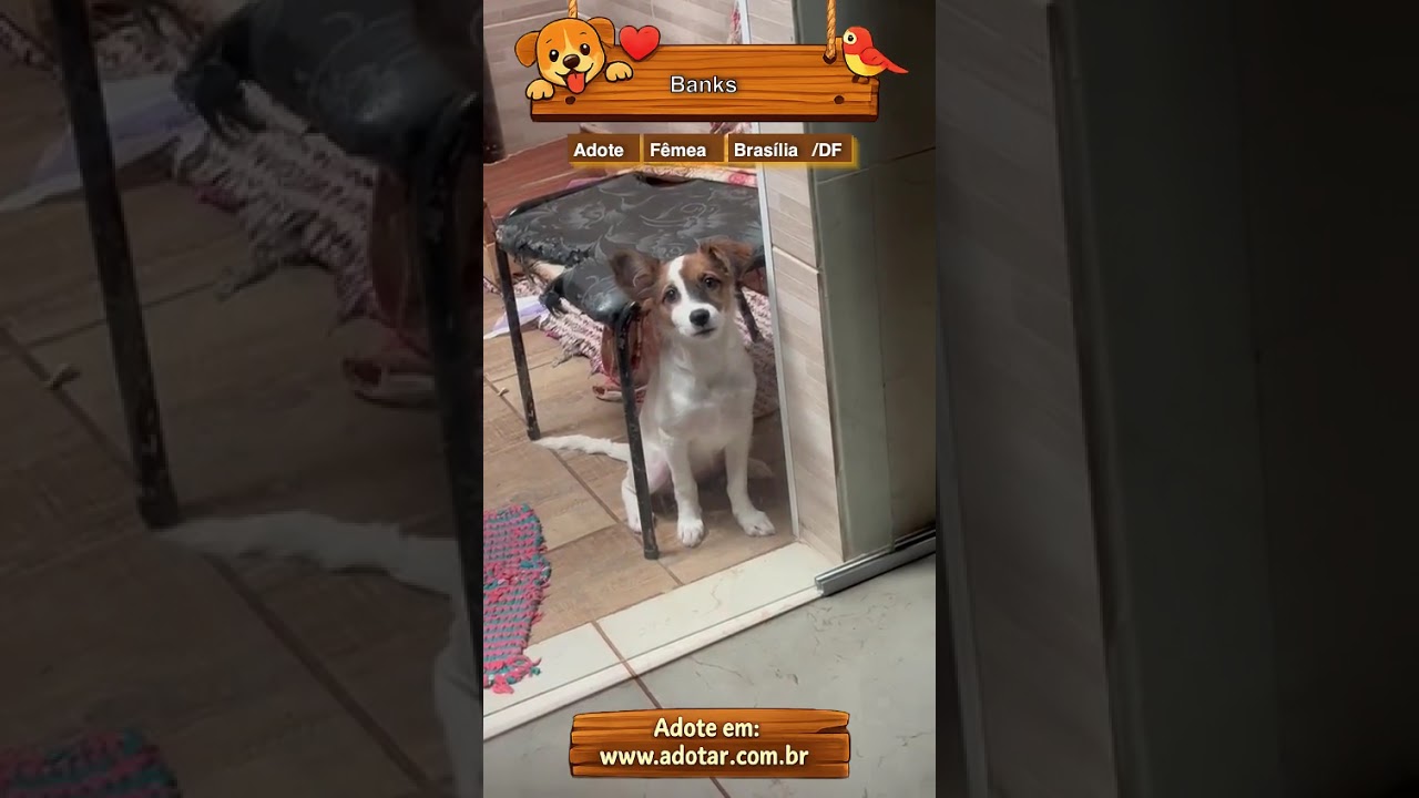 Cachorro raça SRD-ViraLata idade 2 a 6 meses nome Banks 