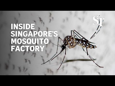 Inside Singapore's mosquito factory: How mozzies are being bred to fight dengue