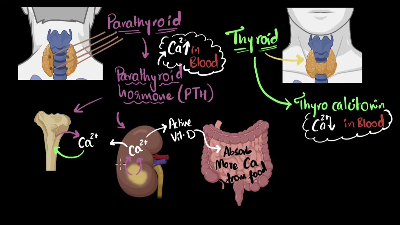 Video thumbnail for Parathyroid hormone & calcitonin (PK)