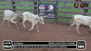 Vídeo LOTE 165 A