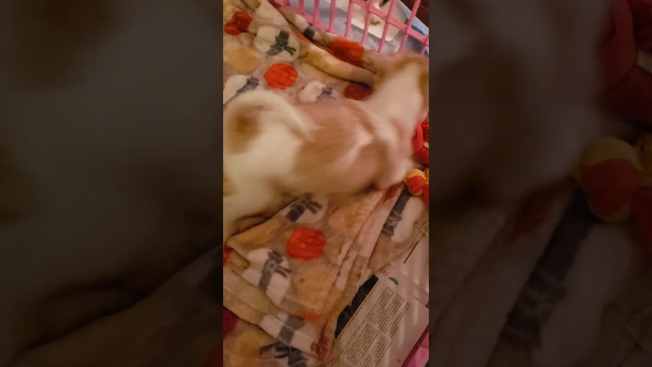 Enlarge Christo, a ADOPTABLE mixed breed in Detroit, MI video 3/4