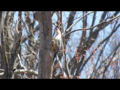 Red bellied woodpecker territorial or mating display