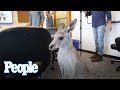 Watch What Happens When A Kangaroo Holds Court At The PEOPLE Offices People