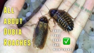 (Almost) EVERYTHING you need to know about Dubia Roaches &amp; their CARE !!!