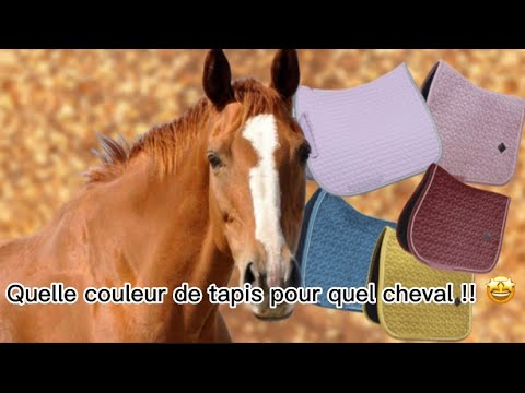, title : 'Quelle couleur de tapis va le mieux à votre cheval ?'