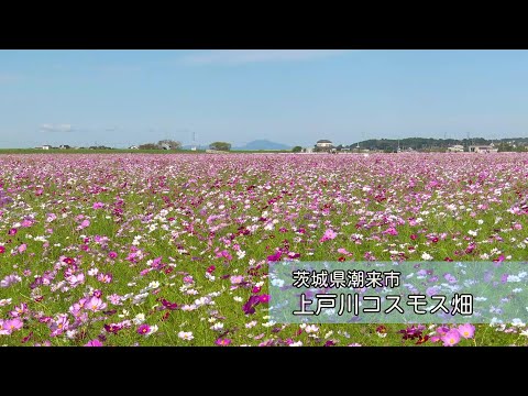 【潮来市】上戸川コスモス畑