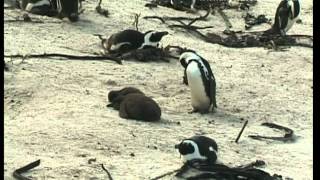 preview picture of video 'Foxy Beach, Simon's Town - South Africa Travel Channel'