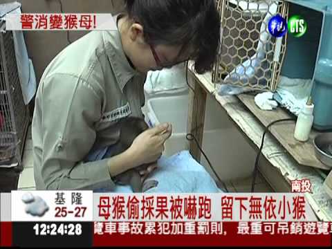 母猴被嚇跑 消防當奶爸顧小猴