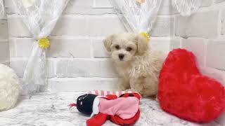 ハーフ犬の動画02