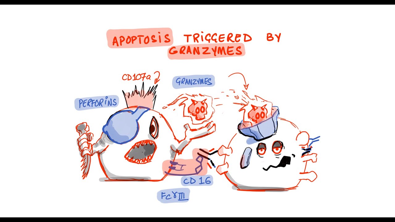 Natural Killer Cells and Antibody Dependent Cellular Cytotoxicity (ADCC)