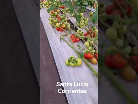 Santa Lucía Corrientes tomate