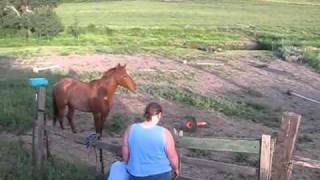 may The Horse Be With You