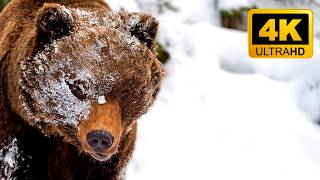 Rússia Selvagem: Sibéria BRUTAL | Documentário Completo 4k